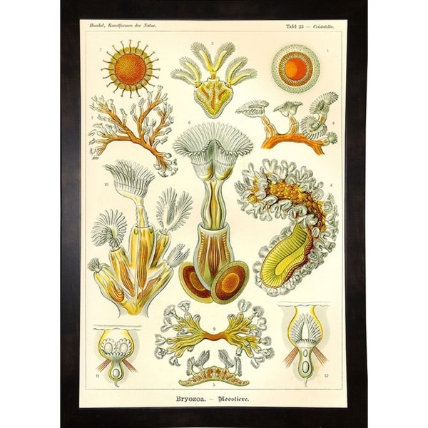 Bryozoa - Scheiben-Strahlinge - Heliodiscus-PRIPUB130818 Print 12"x8.25" by Print Collection