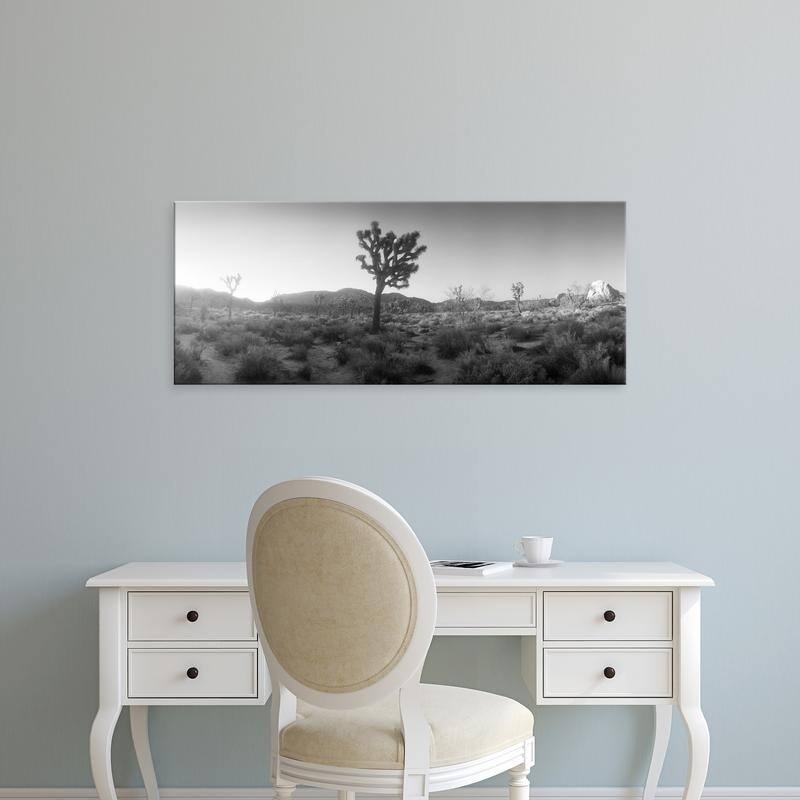 Easy Art Prints Panoramic Images's 'Joshua trees in a desert, Joshua Tree National Park, San Bernardino, California' Canvas Art