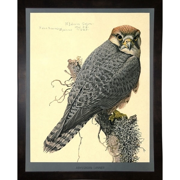 Abyssinian Lanner-PRIPUB130804 Print 11"x8.75" by Print Collection