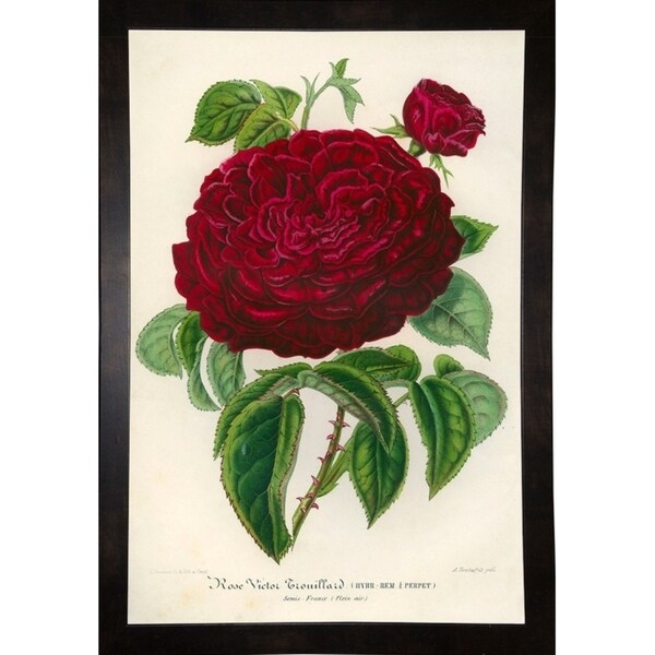 Rose Victor Trouillard-PRIPUB130895 Print 25.5"x17" by Print Collection