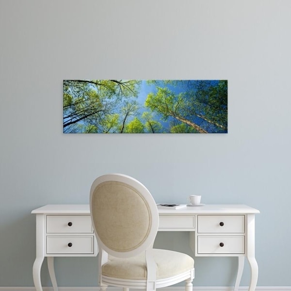 Easy Art Prints Panoramic Images's 'View of yellow poplar trees, Great Smoky Mountains National Park, Tennessee' Canvas Art