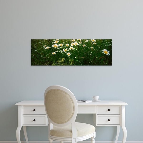 Easy Art Prints Panoramic Images's 'View of Daisy flowers in meadow, Rinzenberg, Rhineland-Palatinate, Germany' Canvas Art