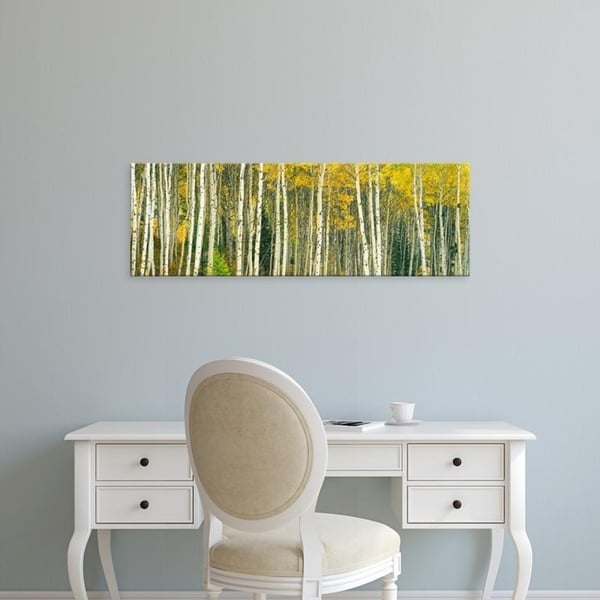 Easy Art Prints Panoramic Images's 'Aspen trees in a forest, Grand Teton National Park, Teton County, Wyoming' Canvas Art