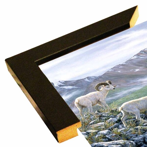Dall Sheep At Denali-JEFTIF54220 Print 23.25"x26.75" by Jeff Tift
