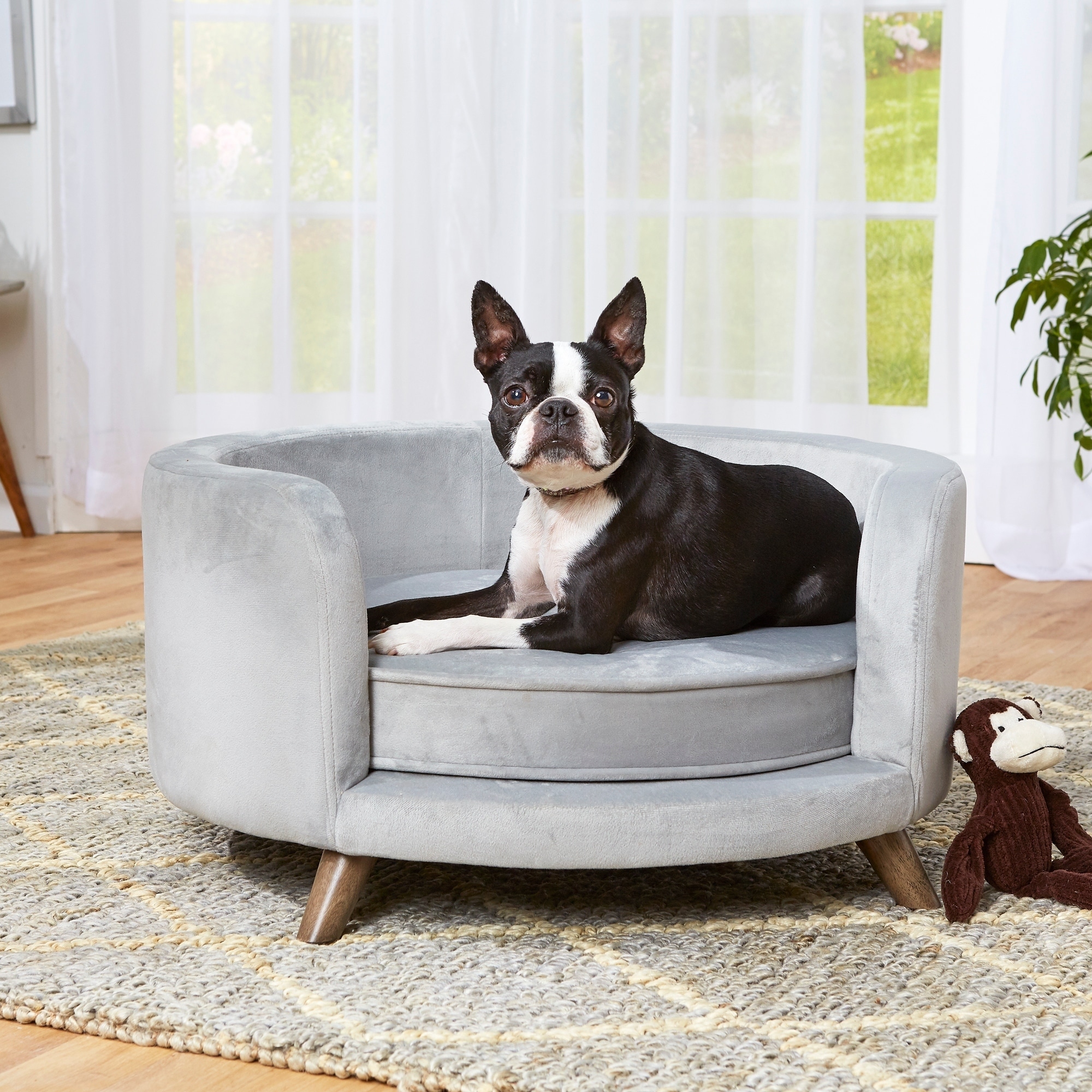 pet dog couch