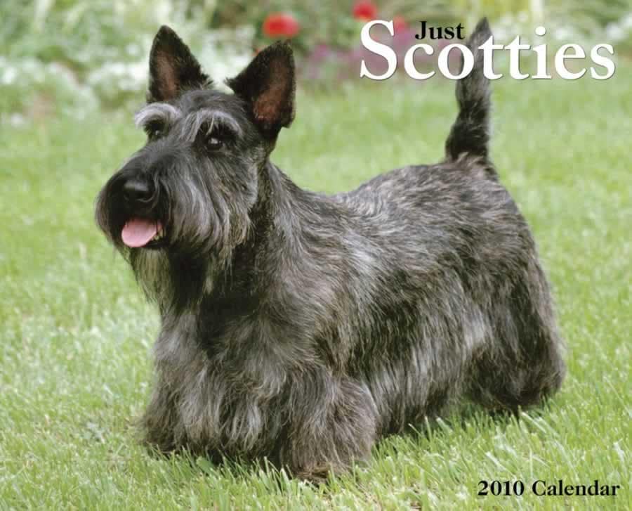 Scotties 2010 Calendar General