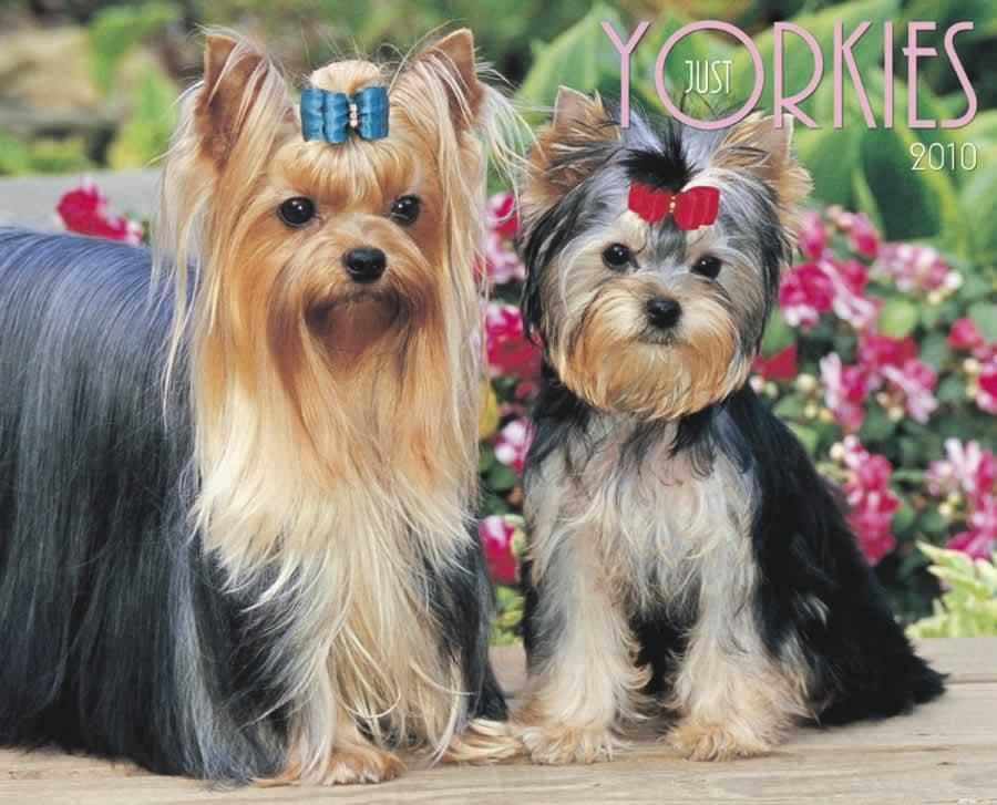 Yorkies 2010 Calendar