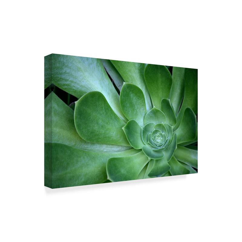 American School 'Succulent Up Close' Canvas Art