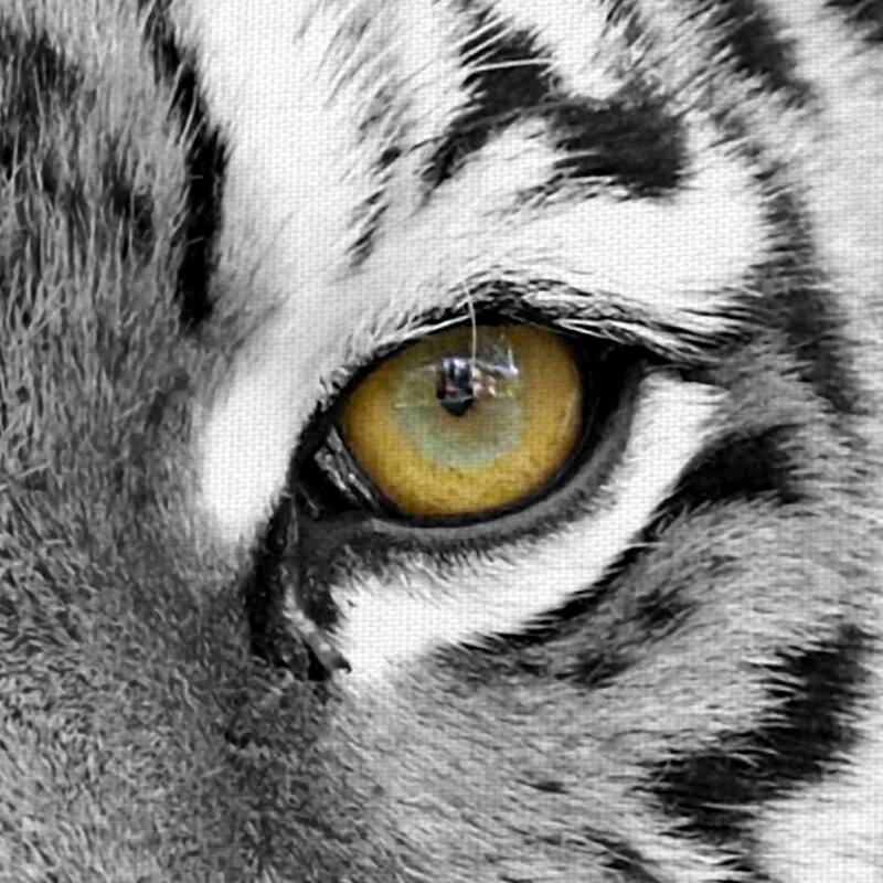 Masterpiece Art Gallery Tiger Eyes by PhotoINC Studio Canvas Art Print