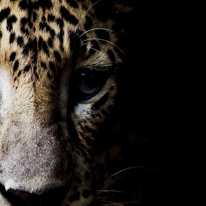 Masterpiece Art Gallery In the Shadows Leopard By Belle Maison Canvas Art Print