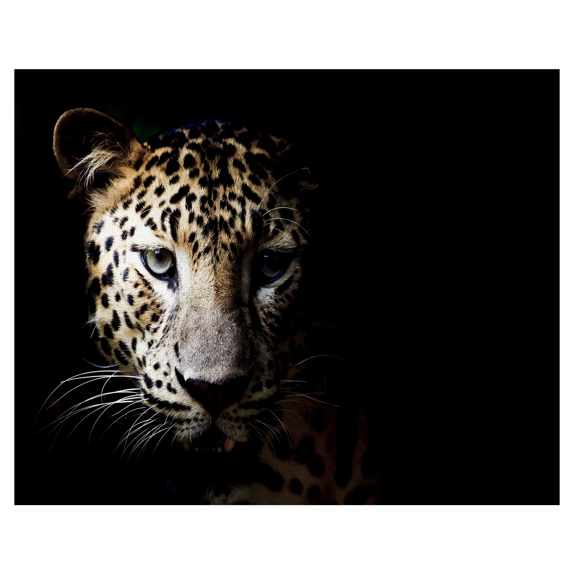 Masterpiece Art Gallery In the Shadows Leopard By Belle Maison Canvas Art Print