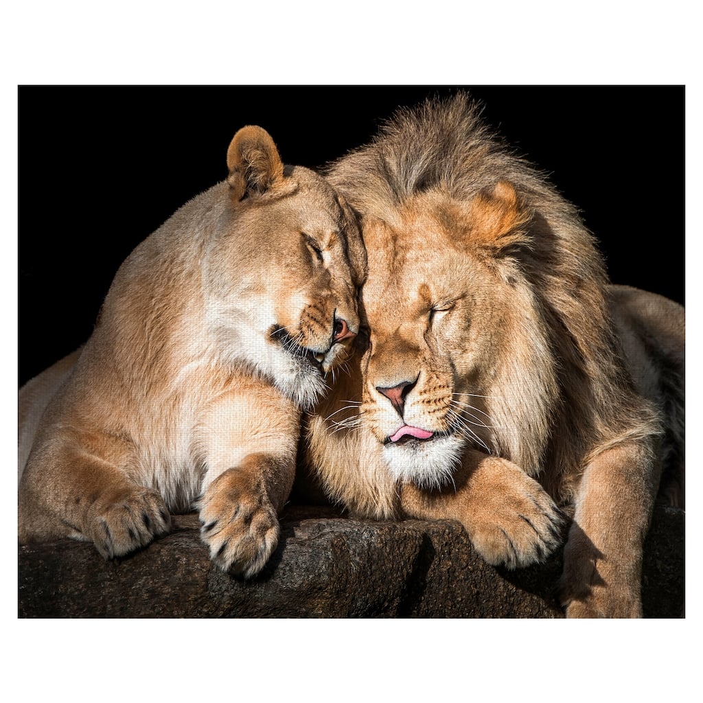 Masterpiece Art Gallery Lion Love By Belle Maison Canvas Art Print