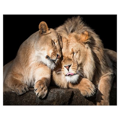 Masterpiece Art Gallery Lion Love By Belle Maison Canvas Art Print