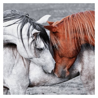 Masterpiece Art Gallery Horse Of A Different Color By Belle Maison Canvas Art Print