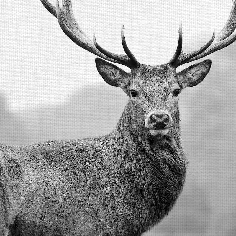 Masterpiece Art Gallery Proud Deer By PhotoINC Studio Canvas Art Print