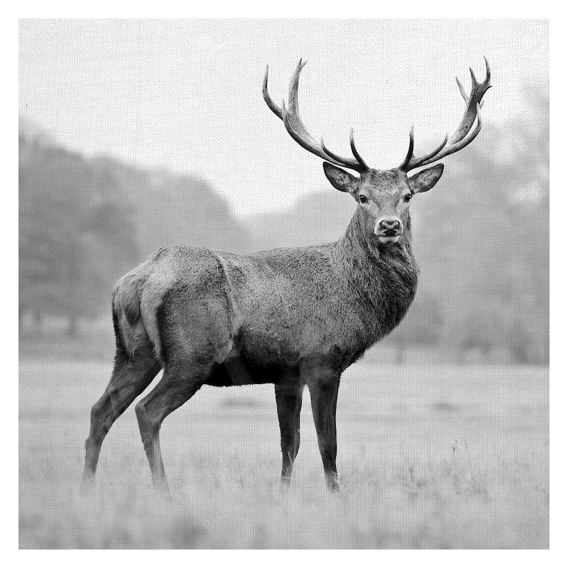 Masterpiece Art Gallery Proud Deer By PhotoINC Studio Canvas Art Print