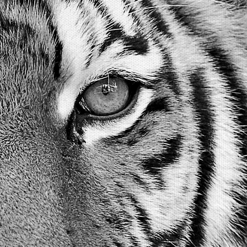Masterpiece Art Gallery Tiger By PhotoINC Studio Canvas Art Print