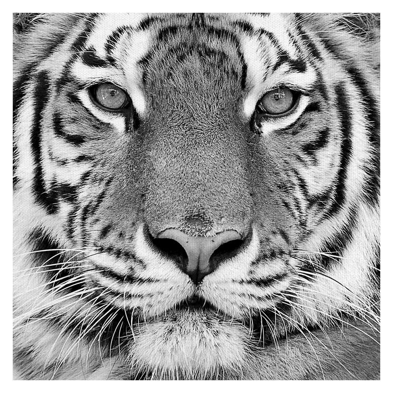 Masterpiece Art Gallery Tiger By PhotoINC Studio Canvas Art Print