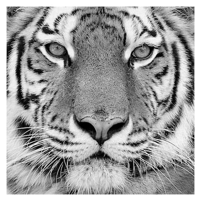 Masterpiece Art Gallery Tiger By PhotoINC Studio Canvas Art Print