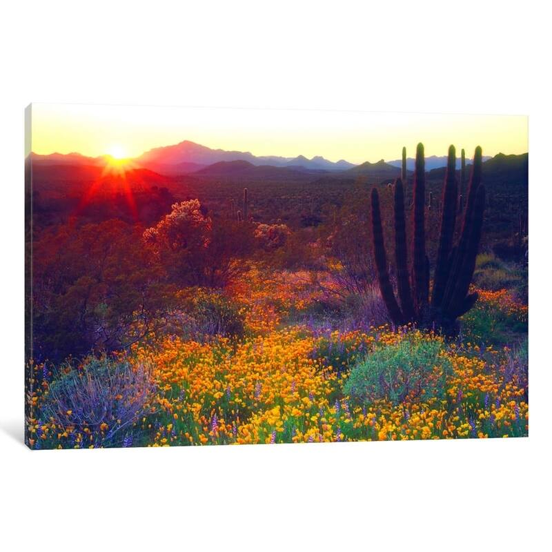 iCanvas ''Sunset, Organ Pipe NM, USA'' by Christopher Talbot Frank