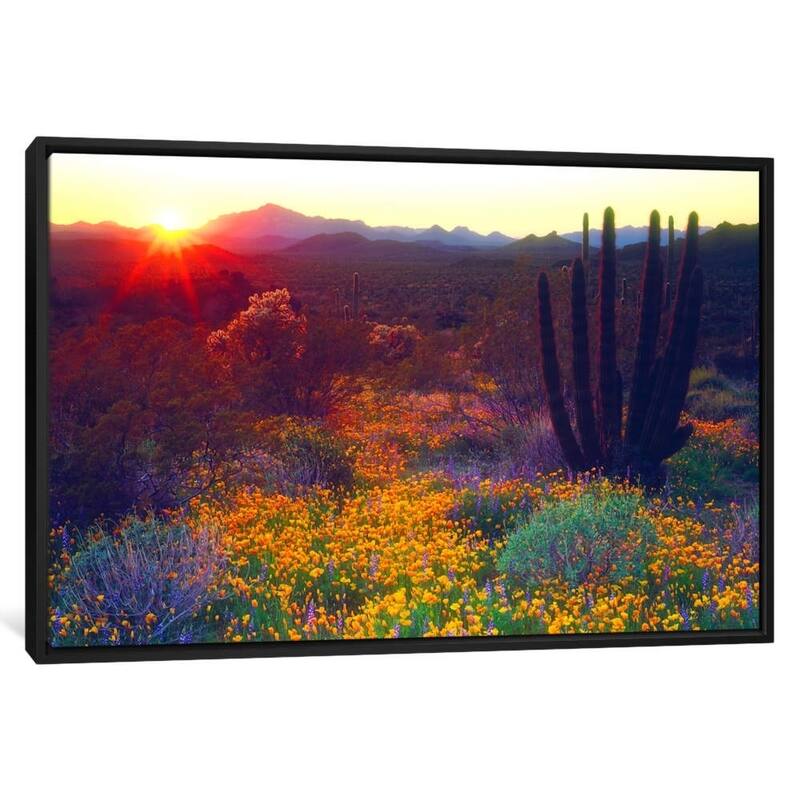 iCanvas ''Sunset, Organ Pipe NM, USA'' by Christopher Talbot Frank