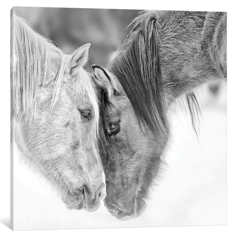 iCanvas 'B&W Horses VII' by PH Burchett