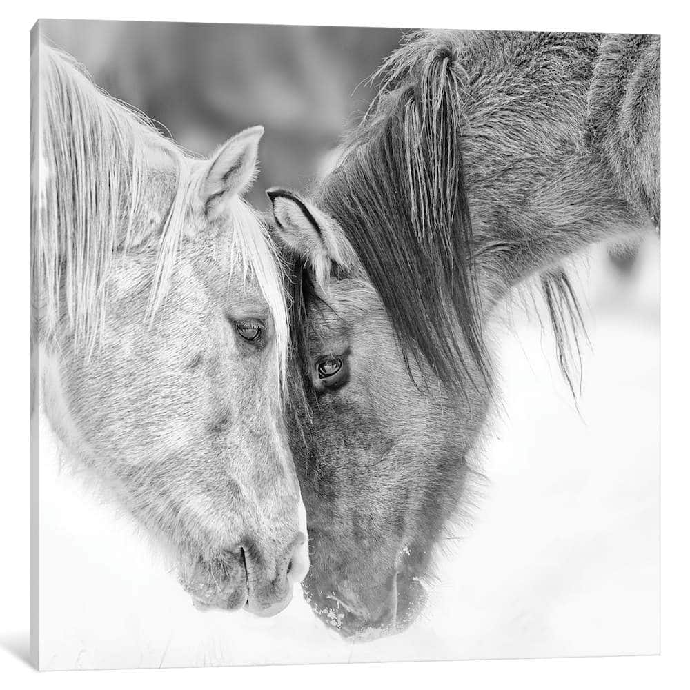 iCanvas 'B&W Horses VII' by PH Burchett
