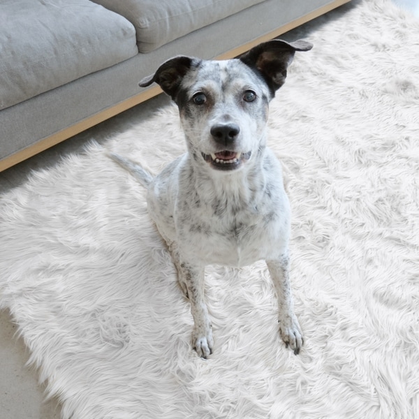 Ruggable Washable Indoor Outdoor Stain Resistant Waterproof Pet Ruggable Washable Indoor Outdoor Stain Resistant Waterproof Pet Area Rug Luxury White 5
