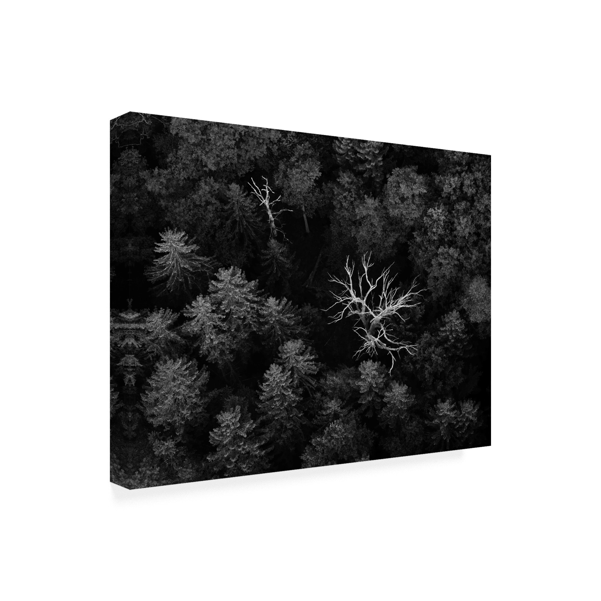 portemonnee Nauwkeurig Mart Emil Licht undefinedDead Treesundefined Canvas Art - Overstock - 25619596