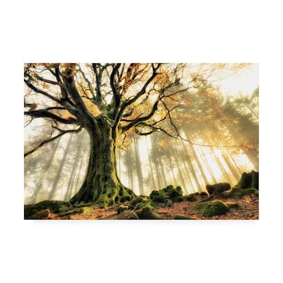 Christophe Kiciak 'November Trees' Canvas Art