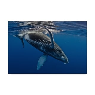 Cedric Peneau 'Humpback Whale Calf Reunion Island' Canvas Art - Bed ...