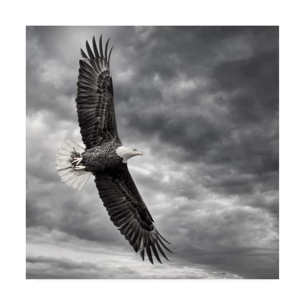 Phburchett 'Eagle In Flight' Canvas Art