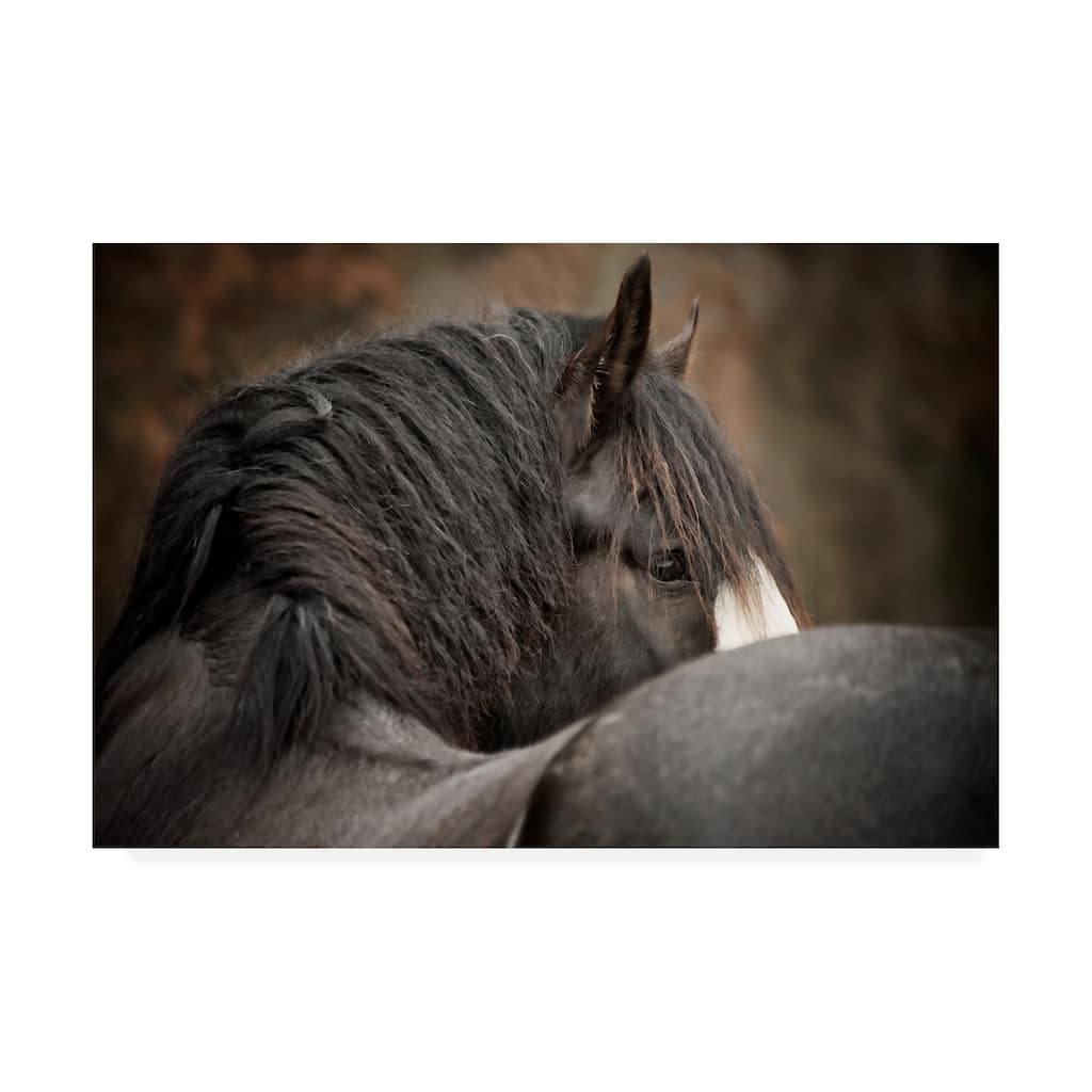 Phburchett 'Horse Looking Back' Canvas Art