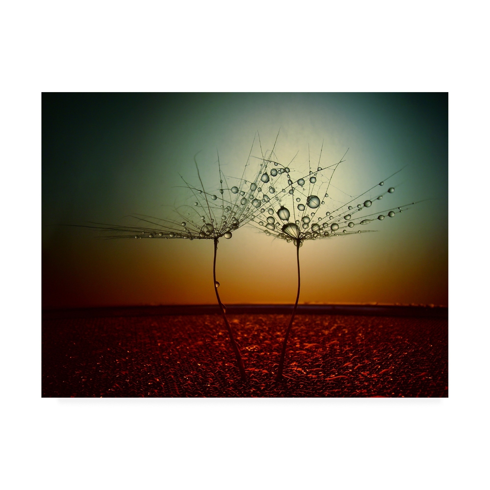Dimitar Lazarov 'Fire And Water Dandilions' Canvas Art