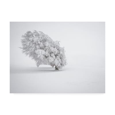 Andreas Wonisch 'White Trees' Canvas Art