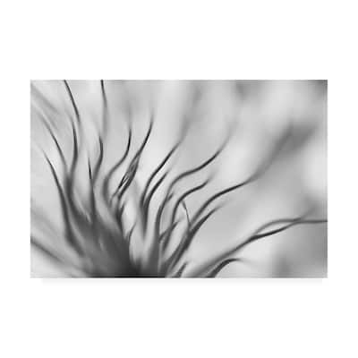 Keren Or 'Gray Dandelion Macro' Canvas Art