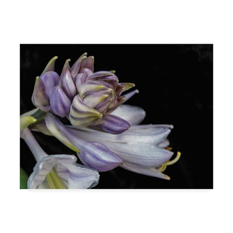 Kurt Shaffer 'hosta Flower Unfolding' Canvas Art - On Sale - Bed Bath 