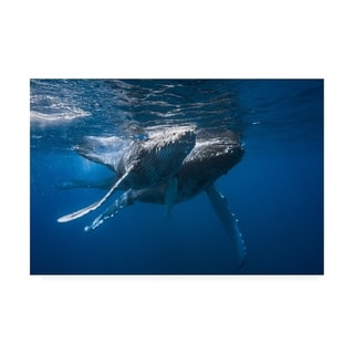 Barathieu Gabriel 'humpback Whale Photography' Canvas Art - Bed Bath 