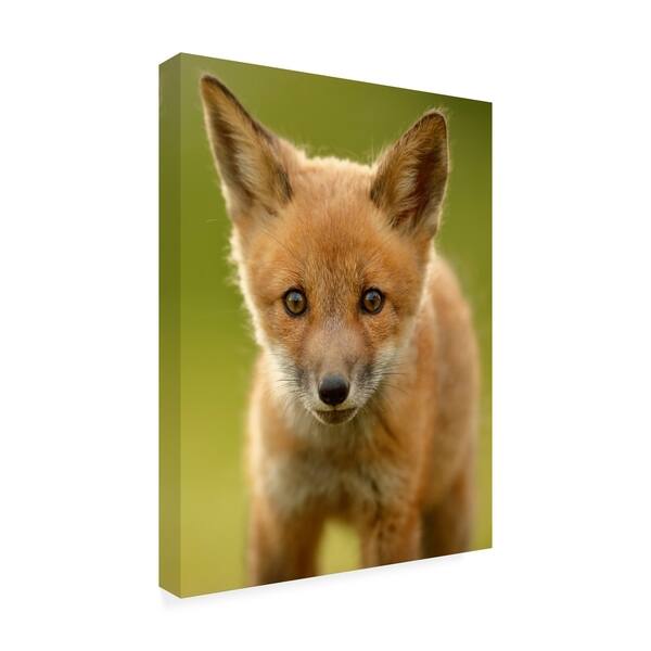 Assaf Gavra Red Fox Cub Canvas Art Overstock Assaf Gavra Red Fox Cub Canvas Art Overstock