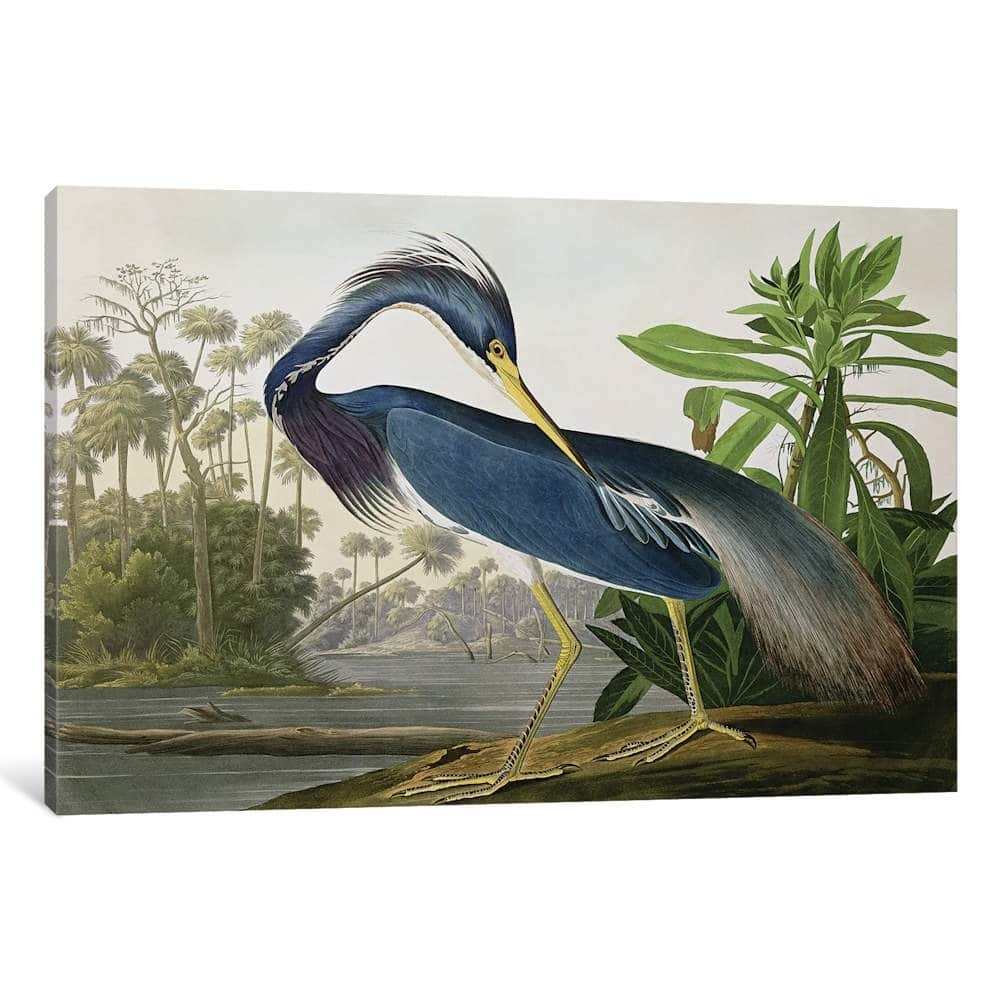 iCanvas "Louisiana Heron" by John James Audubon