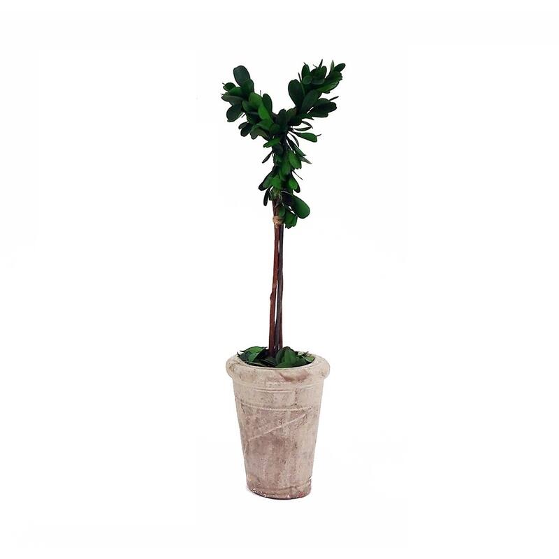 Modern Home 13" Real Preserved Boxwood Monogram Letters w/Terra Cotta Pot