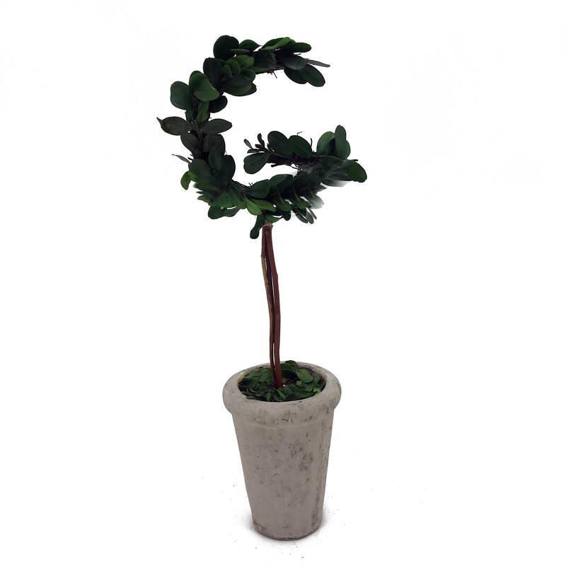 Modern Home 13" Real Preserved Boxwood Monogram Letters w/Terra Cotta Pot