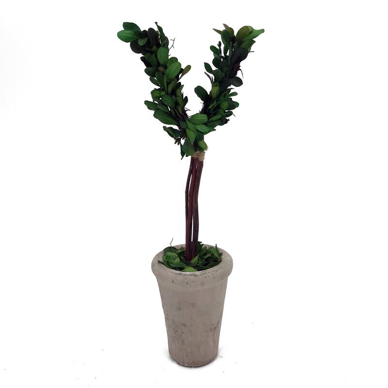 Modern Home 13" Real Preserved Boxwood Monogram Letters w/Terra Cotta Pot - v