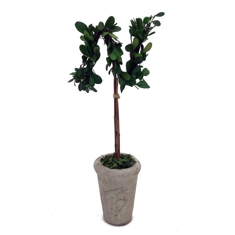 Modern Home 13" Real Preserved Boxwood Monogram Letters w/Terra Cotta Pot - n