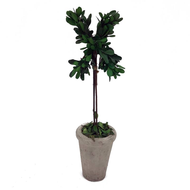Modern Home 13" Real Preserved Boxwood Monogram Letters w/Terra Cotta Pot - X