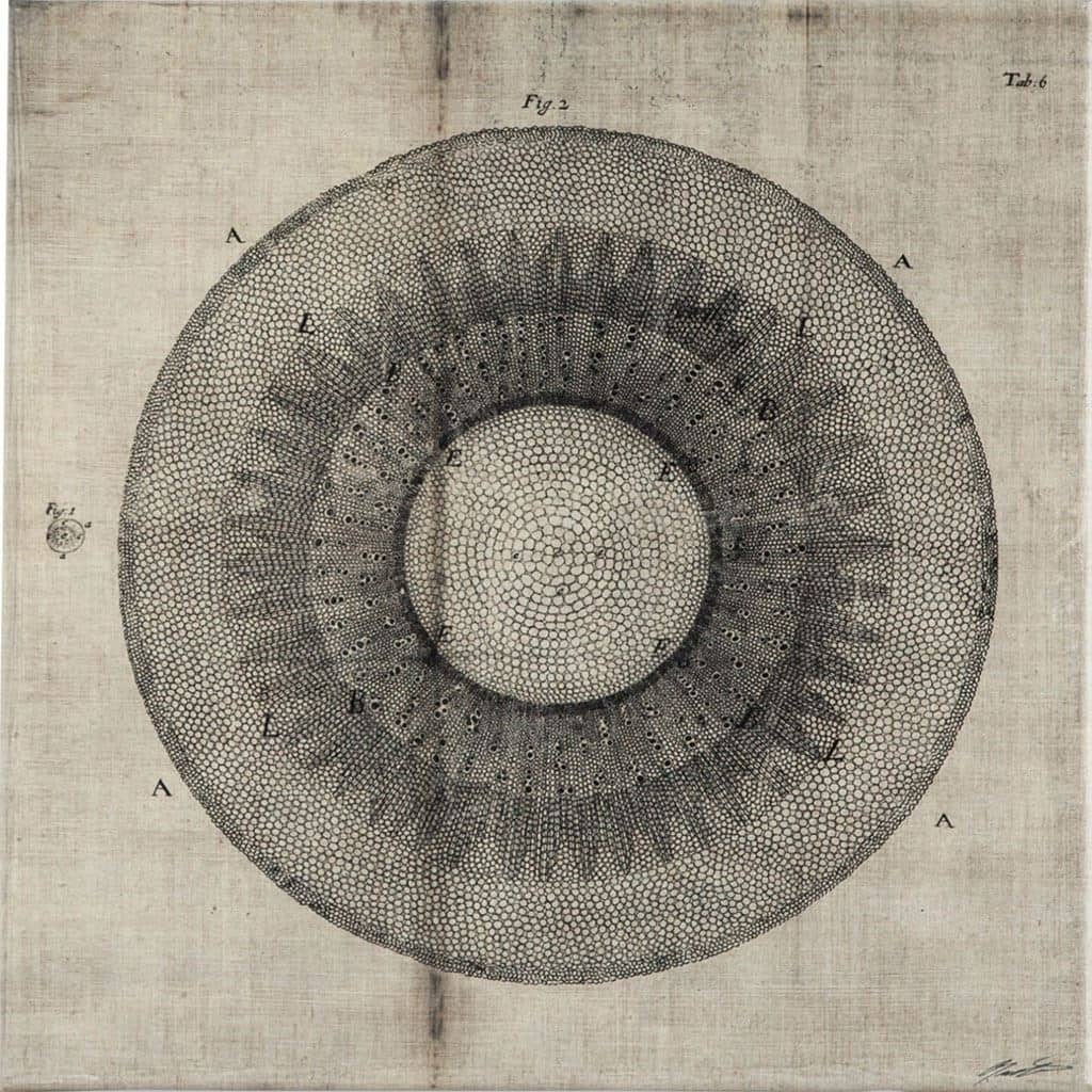 Mercana Cross Cut II (MC) (30 X 30) Made to Order Canvas Art