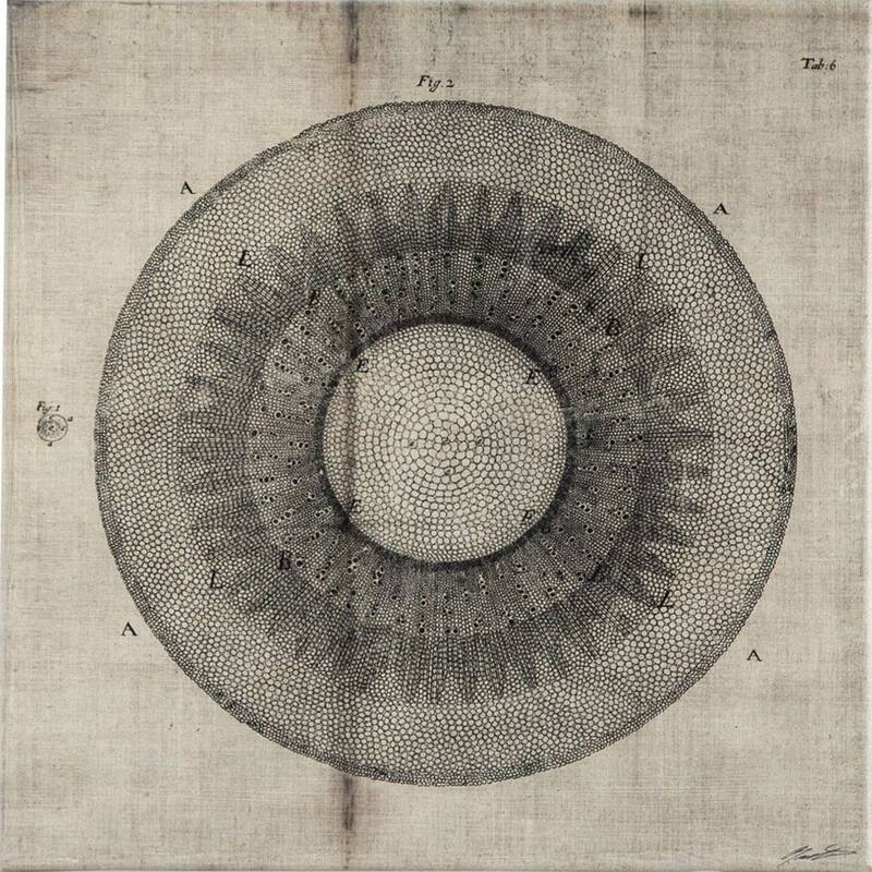 Mercana Cross Cut II (MC) (30 X 30) Made to Order Canvas Art