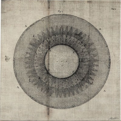 Mercana Cross Cut II (MC) (30 X 30) Made to Order Canvas Art