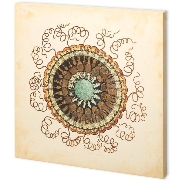 Mercana Gems of the Sea III (44 x 44) Made to Order Canvas Art