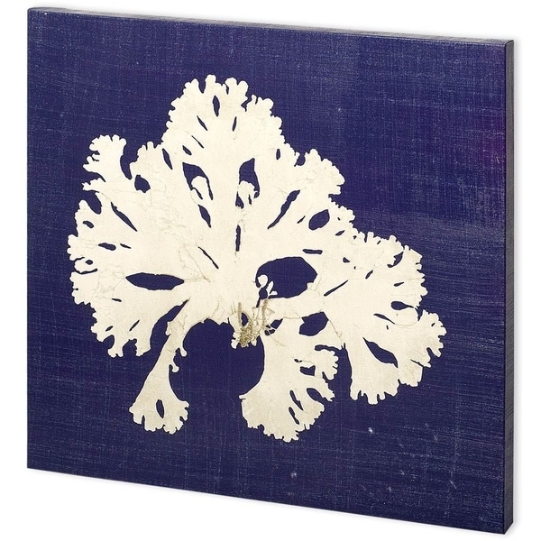 Mercana Seaweed on Navy IV (44 x 44) Made to Order Canvas Art
